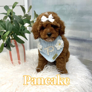 Pancake - FB Cavapoo Puppy - BPPP Litter --_