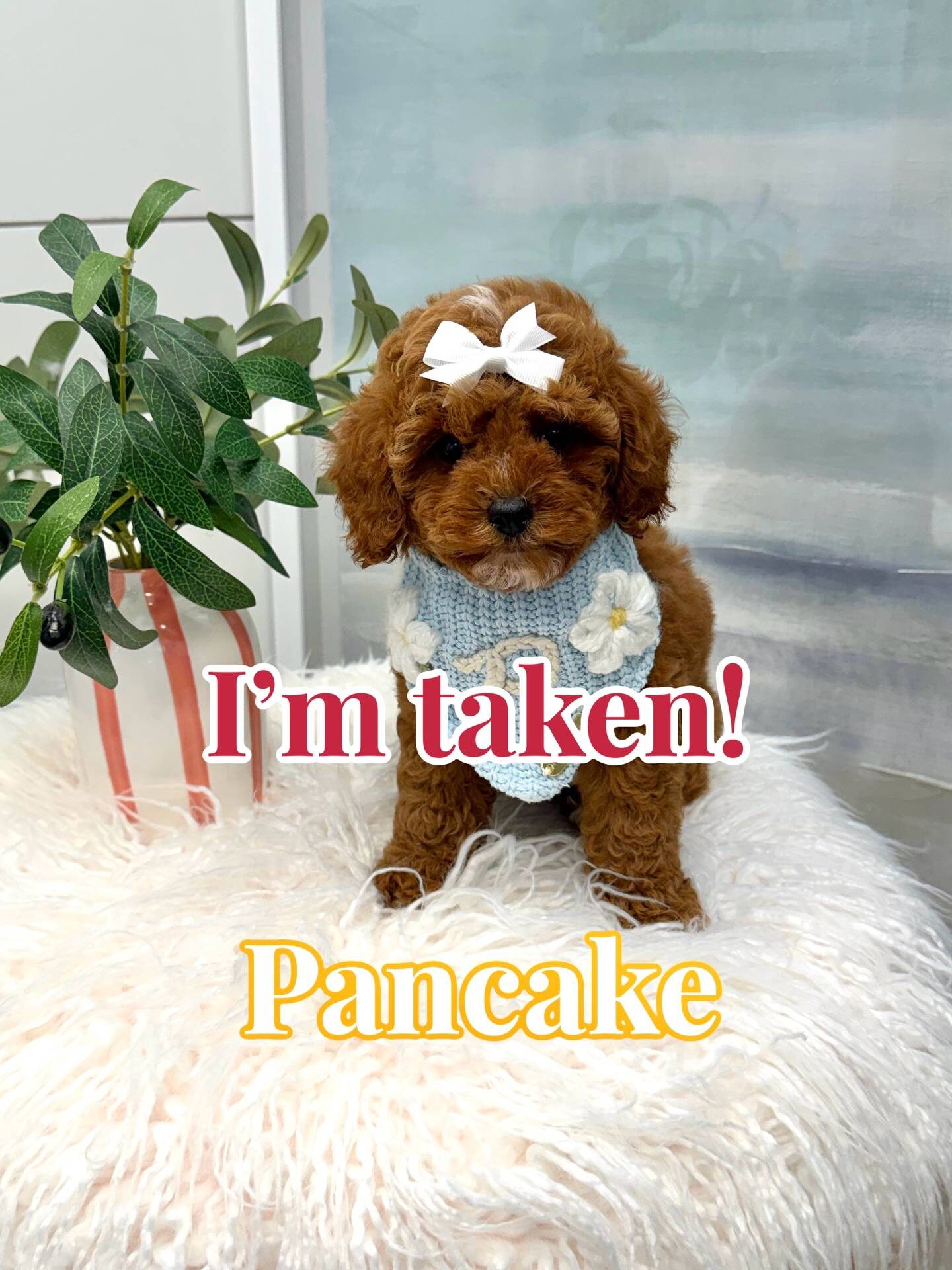 Pancake - FB Cavapoo Puppy - BPPP Litter --_Forever Home in Monroe- GA