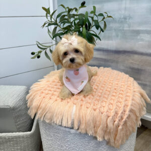 Paris - F Maltipoo Puppy - BPPP Litter --_