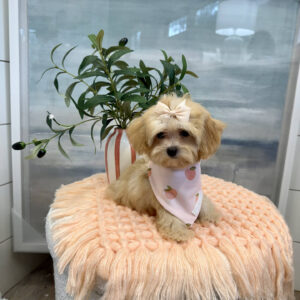 Paris - F Maltipoo Puppy - BPPP Litter --_