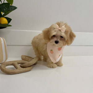 Paris - F Maltipoo Puppy - BPPP Litter --_