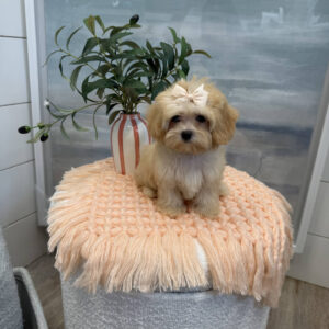 Paris - F Maltipoo Puppy - BPPP Litter --_