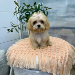 Paris - F Maltipoo Puppy - BPPP Litter --_