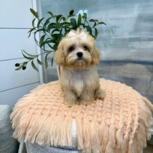 Paris - F Maltipoo Puppy - BPPP Litter --_