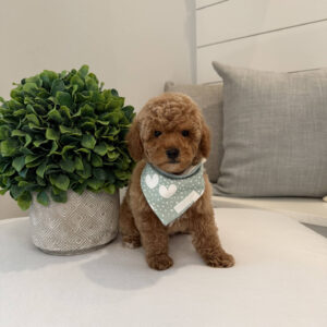 Paul - Toy Micro Goldendoodle Puppy - Litter --_