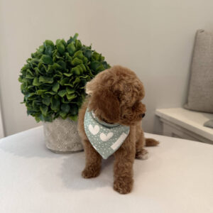 Paul - Toy Micro Goldendoodle Puppy - Litter --_