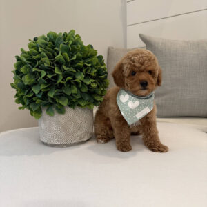 Paul - Toy Micro Goldendoodle Puppy - Litter --_