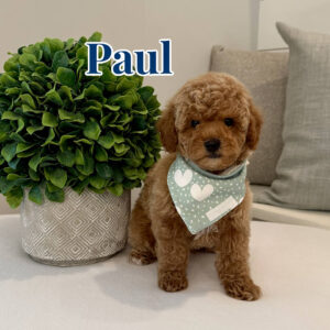 Paul - Toy Micro Goldendoodle Puppy - Litter --_