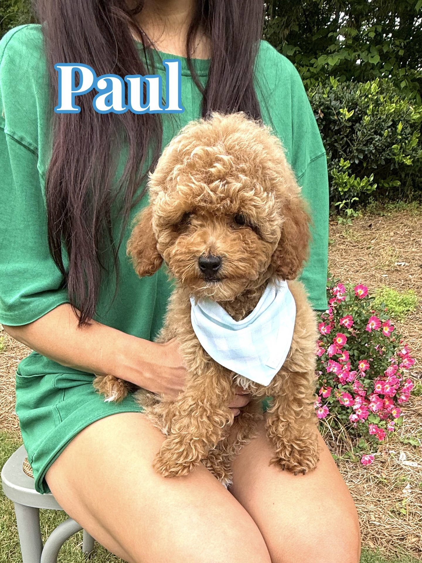 Paul - Toy Micro Goldendoodle Puppy - Litter --__