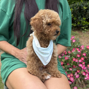 Paul - Toy Micro Goldendoodle Puppy - Litter --__
