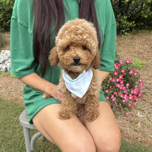 Paul - Toy Micro Goldendoodle Puppy - Litter --__