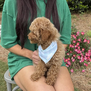 Paul - Toy Micro Goldendoodle Puppy - Litter --__