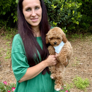 Paul - Toy Micro Goldendoodle Puppy - Litter --__