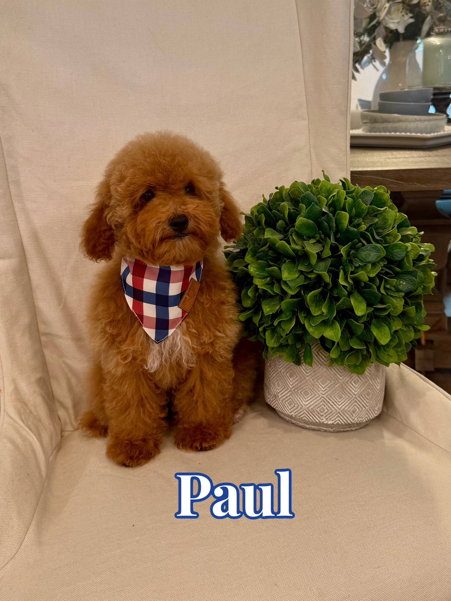 Paul - Toy Micro Goldendoodle Puppy - Litter --__