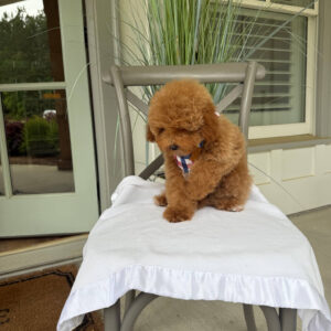 Paul - Toy Micro Goldendoodle Puppy - Litter --__
