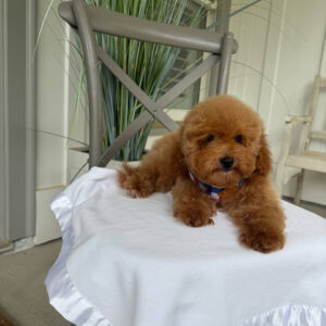 Paul - Toy Micro Goldendoodle Puppy - Litter --__