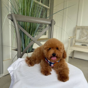Paul - Toy Micro Goldendoodle Puppy - Litter --__