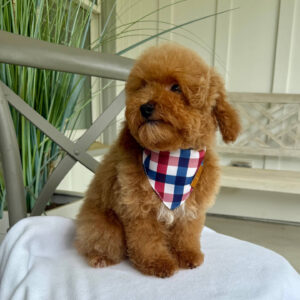 Paul - Toy Micro Goldendoodle Puppy - Litter --__