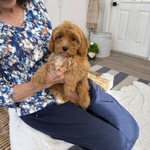 Paulette - F Cavapoo - BPPP Litter --_