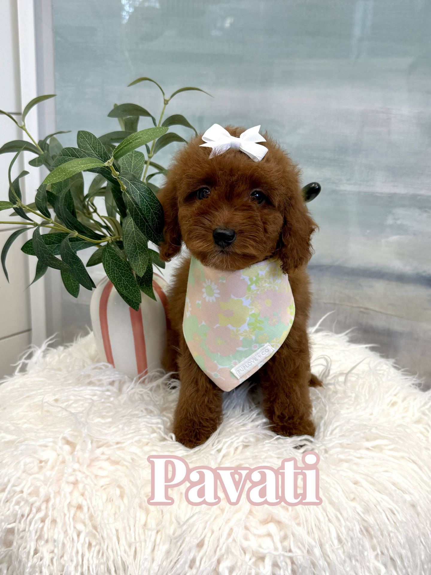 Pavati - CKC Toy Micro Goldendoodle Puppy - PPP Litter --