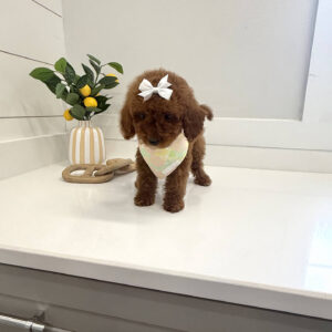 Pavati - CKC Toy Micro Goldendoodle Puppy - PPP Litter --_