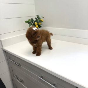 Pavati - CKC Toy Micro Goldendoodle Puppy - PPP Litter --_