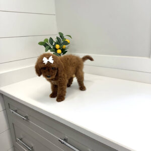 Pavati - CKC Toy Micro Goldendoodle Puppy - PPP Litter --_