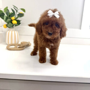 Pavati - CKC Toy Micro Goldendoodle Puppy - PPP Litter --_