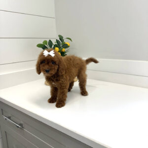 Pavati - CKC Toy Micro Goldendoodle Puppy - PPP Litter --_