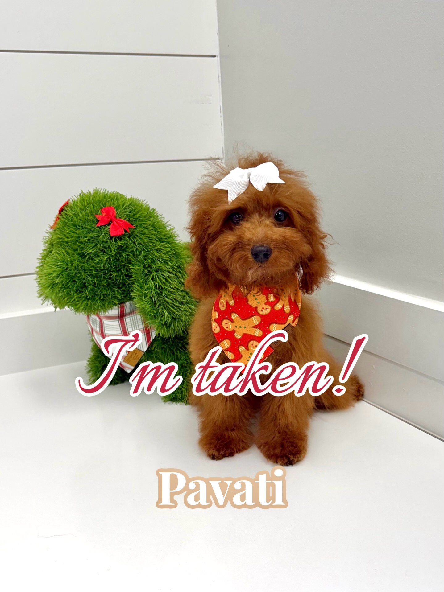 Pavati - CKC Toy Micro Goldendoodle Puppy - PPP Litter --_Forever Home in Nashville- TN