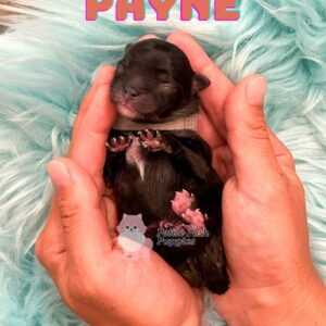 Payne