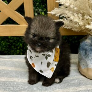Payne - Wolf Sable - Black w-White Chest - Pomeraninan - Petite Posh Puppies
