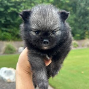 Payne - Wolf Sable - Black w-White Chest - Pomeraninan - Petite Posh Puppies_