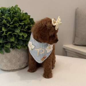 Peach - CKC Toy Cavapoo - --_