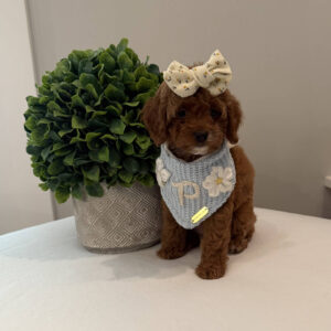 Peach - CKC Toy Cavapoo - --_