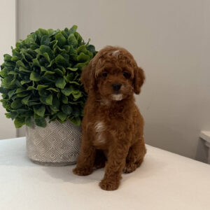 Peach - CKC Toy Cavapoo - --_