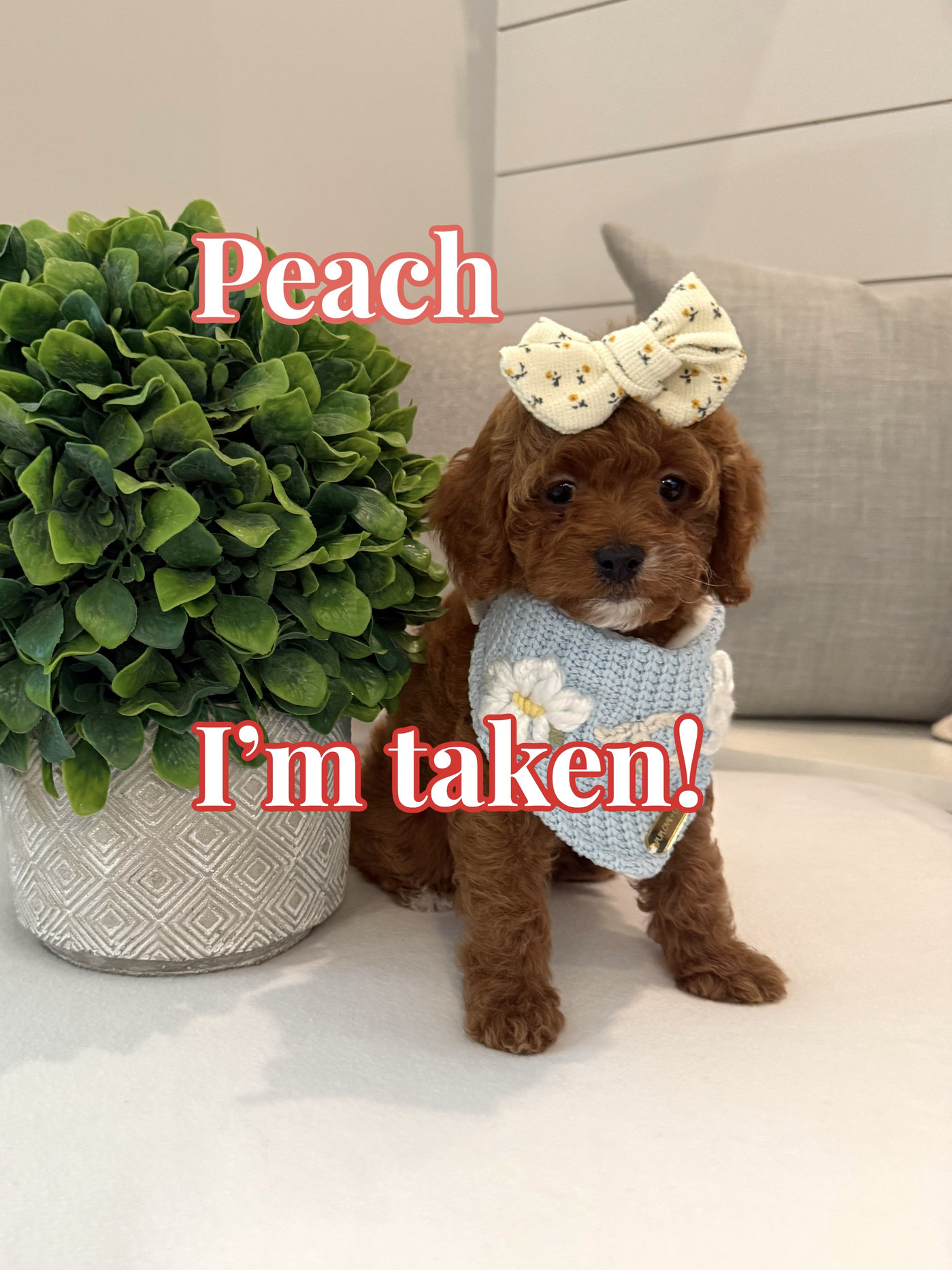Peach - CKC Toy Cavapoo - --_Forever Home in Pensacola- FL