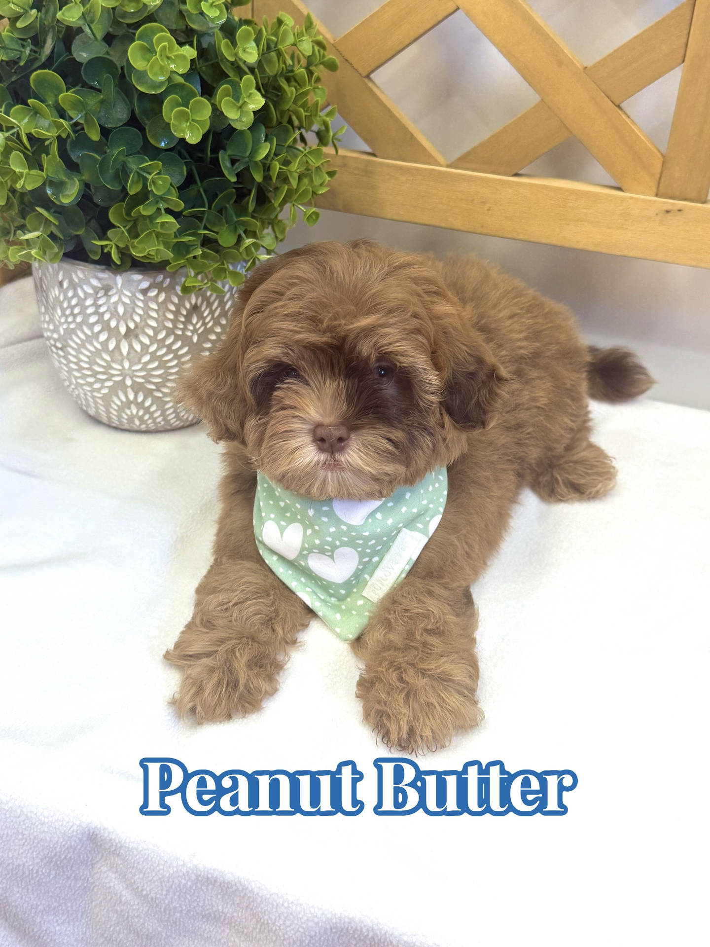 Peanut Butter - F Shihpoo - Litter --