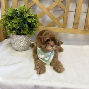 Peanut Butter - F Shihpoo - Litter --_