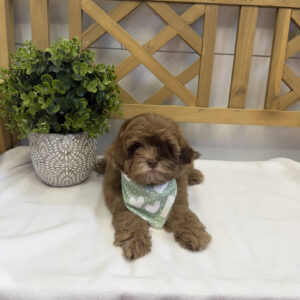 Peanut Butter - F Shihpoo - Litter --_