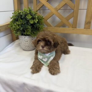 Peanut Butter - F Shihpoo - Litter --_