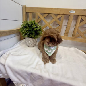 Peanut Butter - F Shihpoo - Litter --_