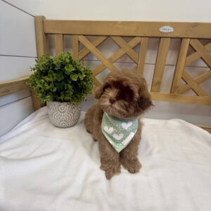 Peanut Butter - F Shihpoo - Litter --_