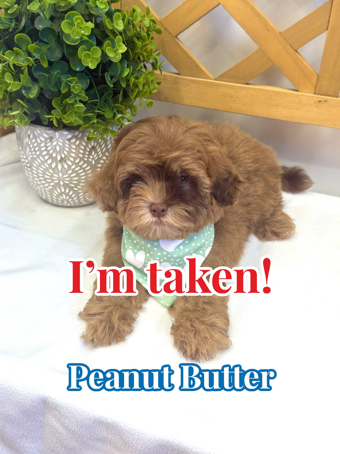 Peanut Butter - F Shihpoo - Litter --_Forever Home in Dripping Springs- TX