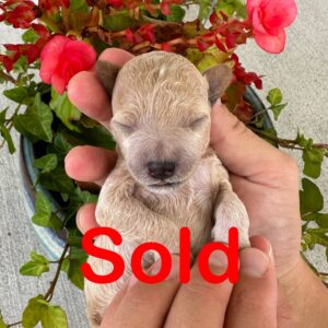 Opal - Female Toy Micro Goldendoodle