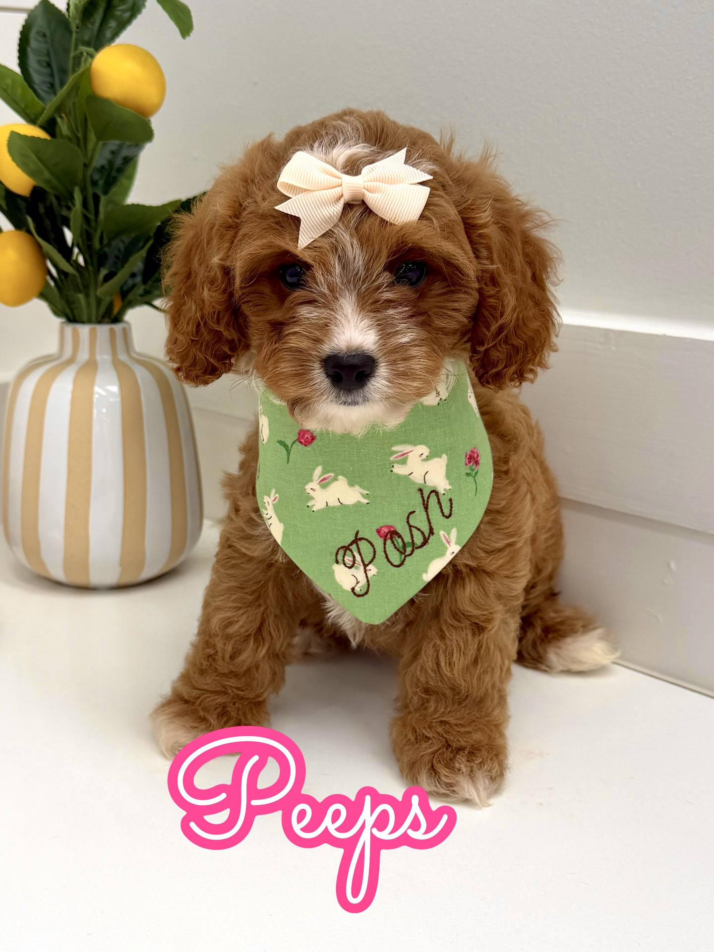 Peeps - F Cavapoo Puppy - BPPP Litter --_