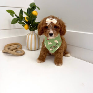 Peeps - F Cavapoo Puppy - BPPP Litter --_