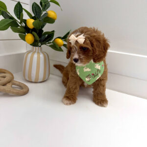 Peeps - F Cavapoo Puppy - BPPP Litter --_