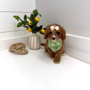 Peeps - F Cavapoo Puppy - BPPP Litter --_