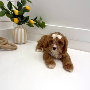 Peeps - F Cavapoo Puppy - BPPP Litter --_
